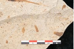 Foto (Detailansicht) von Myrica lignitum Unger (NHMW-GEO-2024-0188-4003)